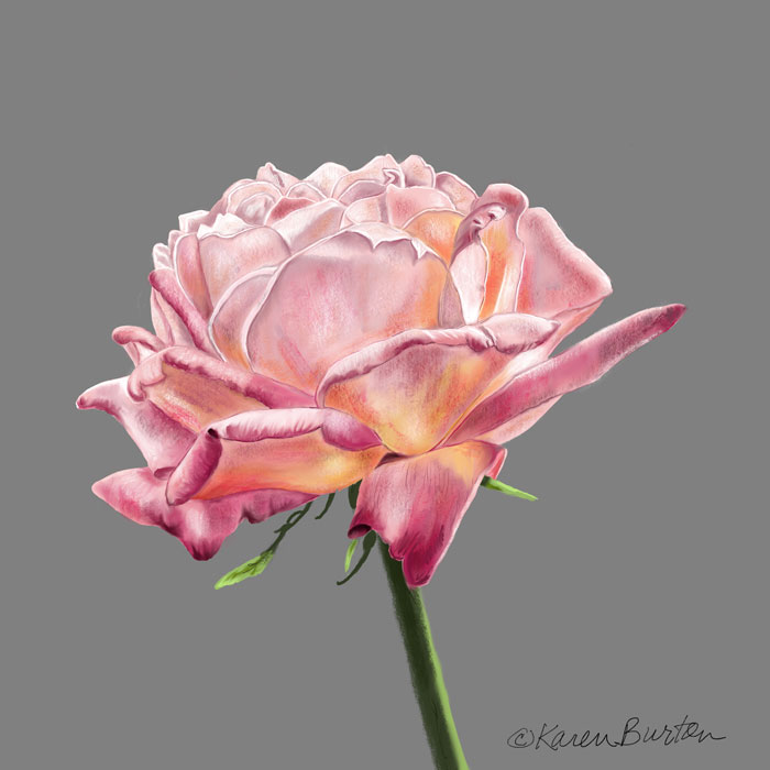 Karen Burton | Blushing Rose